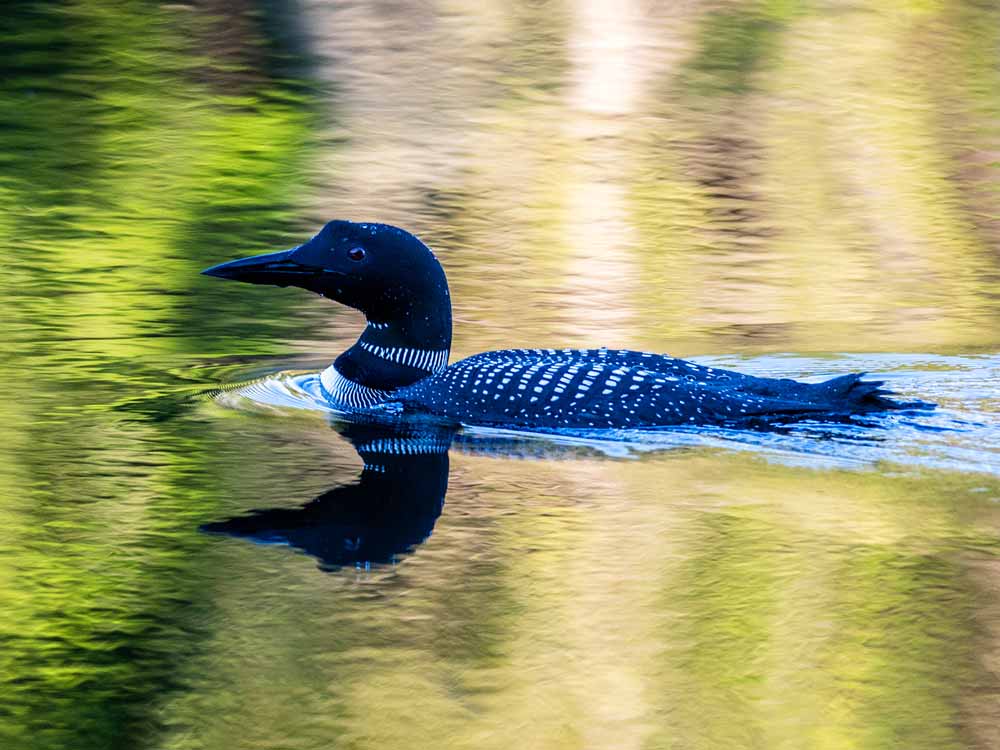 trip-loon-swimming-1000px